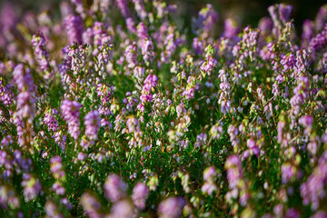 blooming pink Heather. Erica carnea (heath) close-up. Beautiful spring floral background. selective focus