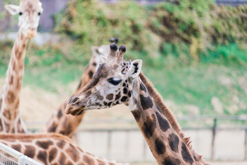 Close up portrait of giraffe camelopardalis in nature and zoo