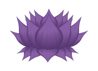 purple lotus flower