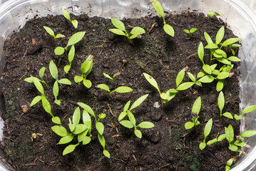 Curly Parsley seedlings - Petroselinum crispum.