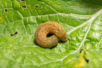 A close up image of the Cabbage Moth caterpillar Mamestra brassicae .