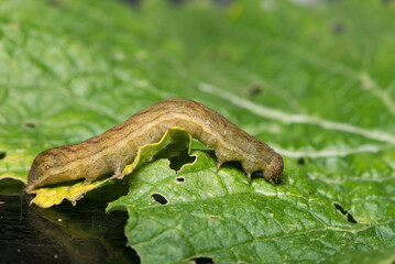 A caterpillar of the Cabbage Moth, Mamestra brassicae