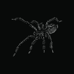 Yellow Sac Spider illustration isolated on black background