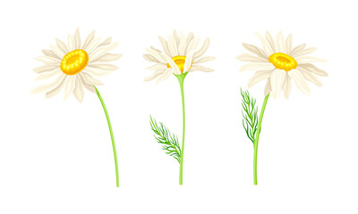 Chamomile flowers set. Pharmaceutical herbal plant cartoon vector illustration i