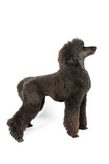 black royal poodle isolated on white
