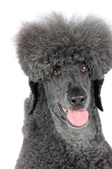 black royal poodle isolated on white