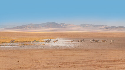 Amazing Zebras running across the African savannah - Etosha National Park, Namibia
