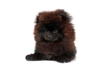 black pomeranian puppy spitz isolated on white background 