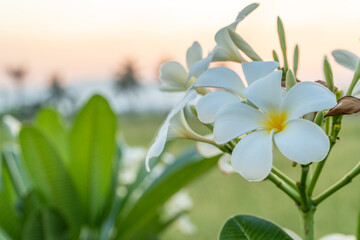 The white frangipani flowers against the backdrop of the sunset reflect the light against the grass, giving the background and the grass a yellow tint.