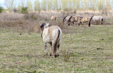 Fototapeta premium Oostvaardersplassen in Flevoland || Oostvaardersplassen nature reserve in Flevoland