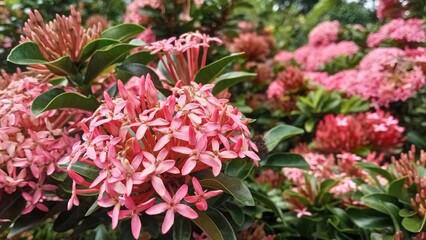 Closeup view of blooming ixora coccinea (also known as jungle geranium, flame of the woods or jungle flame or pendkuli) is one of most popular shrubs for gardening and lanscape