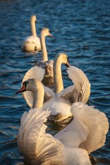 Łabędzie na Wiśle pod Wawelem w Krakowie w zachodzącym słońcu © Michal45