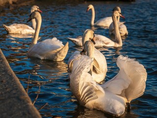 Łabędzie na Wiśle pod Wawelem w Krakowie w zachodzącym słońcu © Michal45