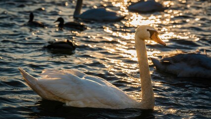 Łabędzie na Wiśle pod Wawelem w Krakowie w zachodzącym słońcu © Michal45