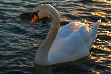 Łabędzie na Wiśle pod Wawelem w Krakowie w zachodzącym słońcu © Michal45