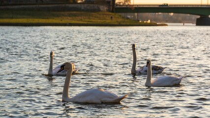 Łabędzie na Wiśle pod Wawelem w Krakowie w zachodzącym słońcu © Michal45