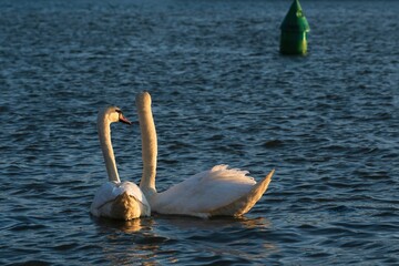 Łabędzie na Wiśle pod Wawelem w Krakowie w zachodzącym słońcu © Michal45