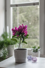 Flower bougainvillea in a pot in the style of concrete on the background of the window, asparagus and сrassula or money tree on the windowsill.