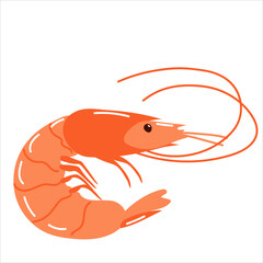 One orange delicious shrimp. Delicious seafood. Vector illustration isolated on a white background