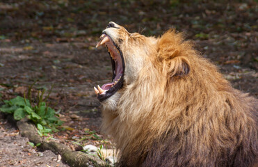 Löwe (Panthera leo)