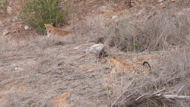 full shot of Two adult Indian wild leopard or panther pair female in heat behind and male in front before mating during outdoor wildlife safari at forest of central india - panthera pardus fusca