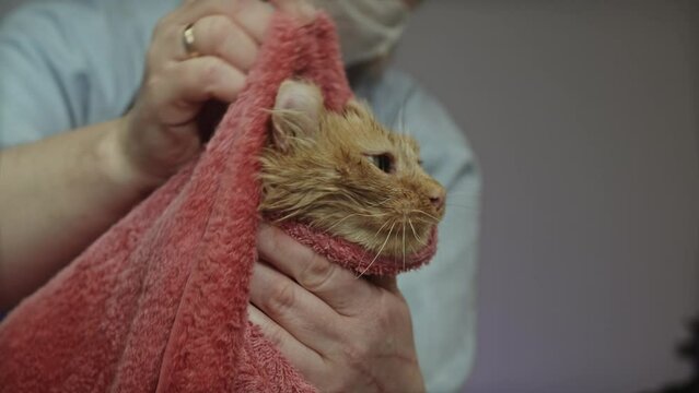 4k striped tabby kitten in towel falling asleep after taking bath. Clean pets. woman hands wipes cute cat after washing.