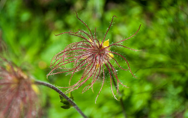 the spectacle of nature on the meadows in spring