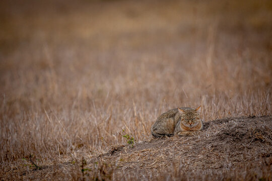 African wild cat laying down in the grass.