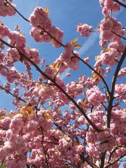 Ciliegio fiorito in primavera