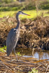 Great blue heron (Ardea cinerea) stands near the creek and hunts. 