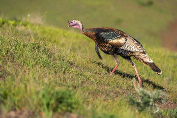 Wild turkey walking in the meadow.