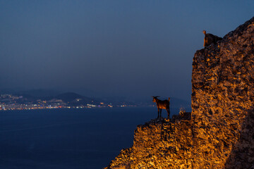 Funny animals. Curious goat standing on a stone wall and watching the evening city and sea