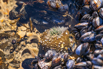 Starburst anemone (Sunburst anemone) in the Pacific Ocean. Close-up of Sea ​​Anemone under the...