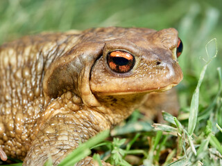 Big common toad on a grass. Bufo spinosus. 