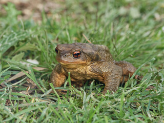 Big common toad on a grass. Bufo spinosus. 