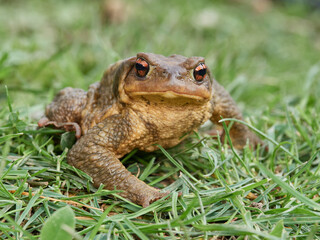 Big common toad on a grass. Bufo spinosus. 