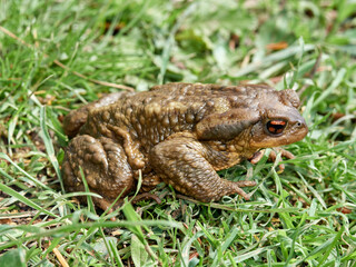 Big common toad on a grass. Bufo spinosus. 