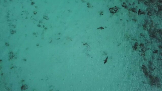 Tropical Black tip Reef Shark looking for food from a drone