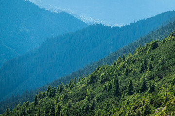 Beautiful landscape with an endless forest in the heart of the mountains