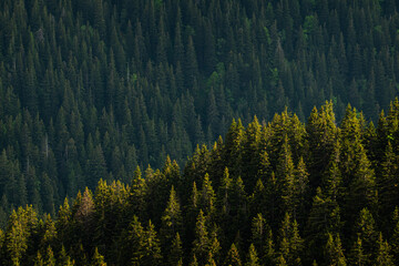 Beautiful landscape with an endless forest in the heart of the mountains