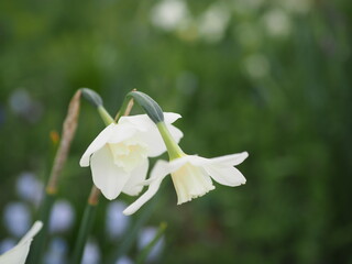 下向きに咲く姿がしおらしいラッパズイセン