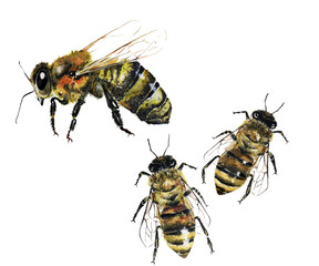 Bees watercolor illustrations