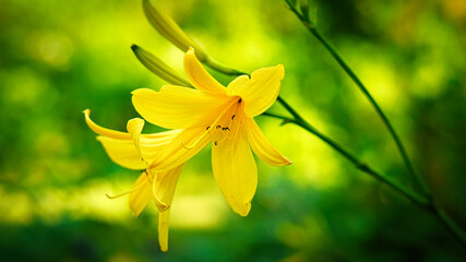 gorgeous yellow lily with beautiful bokeh. Green leaves complete the color harmony.