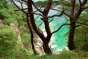 beautiful view of the sea, rocks and hanging trees, beautiful sky. beautiful view of nature.