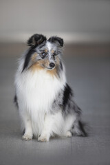 blue merle sheltie portrait