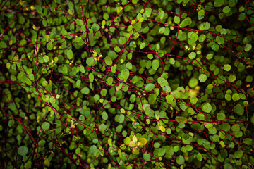 Small round leaves on red branches. Botanical background