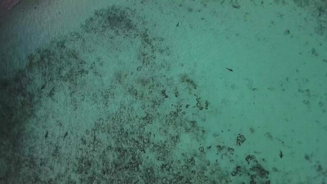 Tropical Black tip Reef Shark looking for food from a drone