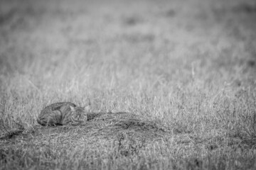 African wild cat laying down in the grass.