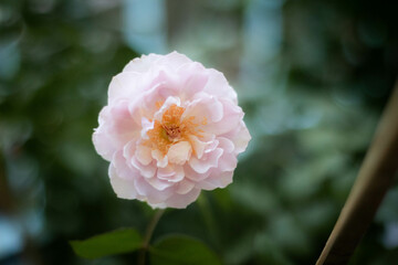 Garden roses, pretty roses, camellias, winter flowers with their petals aligned like a princess skirt. There are many colors from white, pink to irresistible crimson.