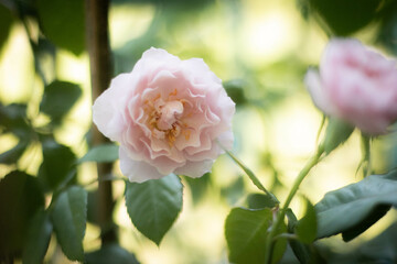 Garden roses, pretty roses, camellias, winter flowers with their petals aligned like a princess skirt. There are many colors from white, pink to irresistible crimson.